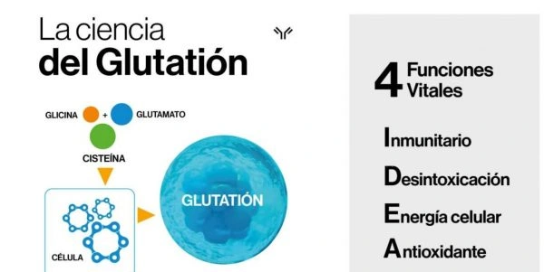 imagen-ciencia-glutation